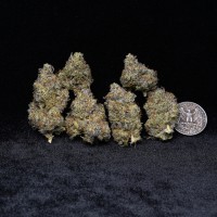 Premium Indoor Bud - 5 grams