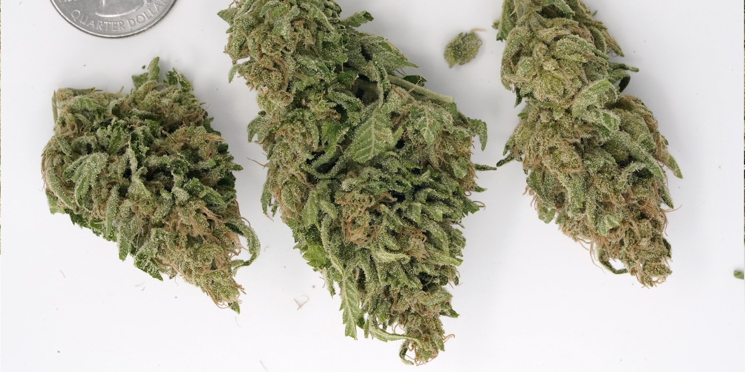 Fresh Buds New Strains