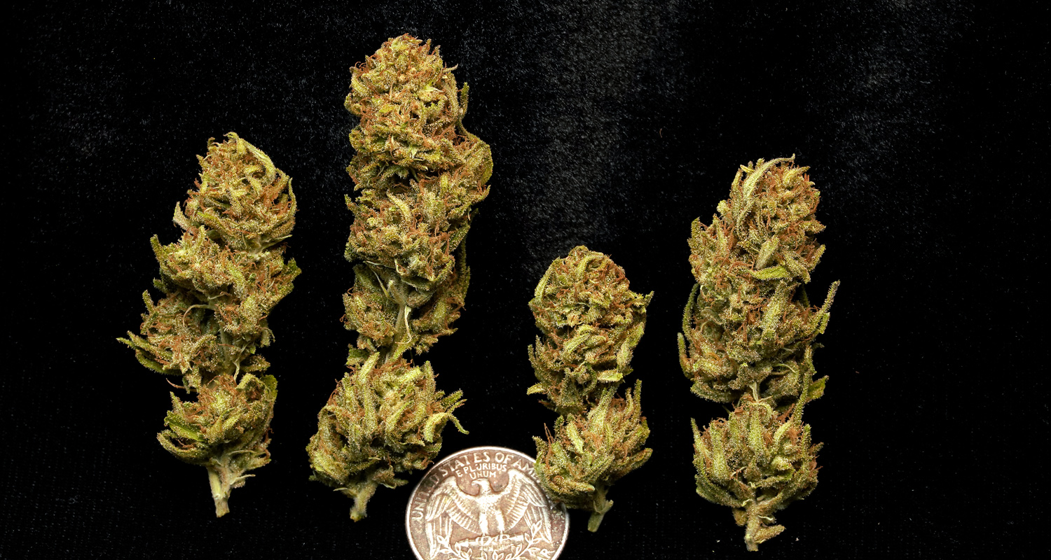 Black Jack - Cannabis Indica