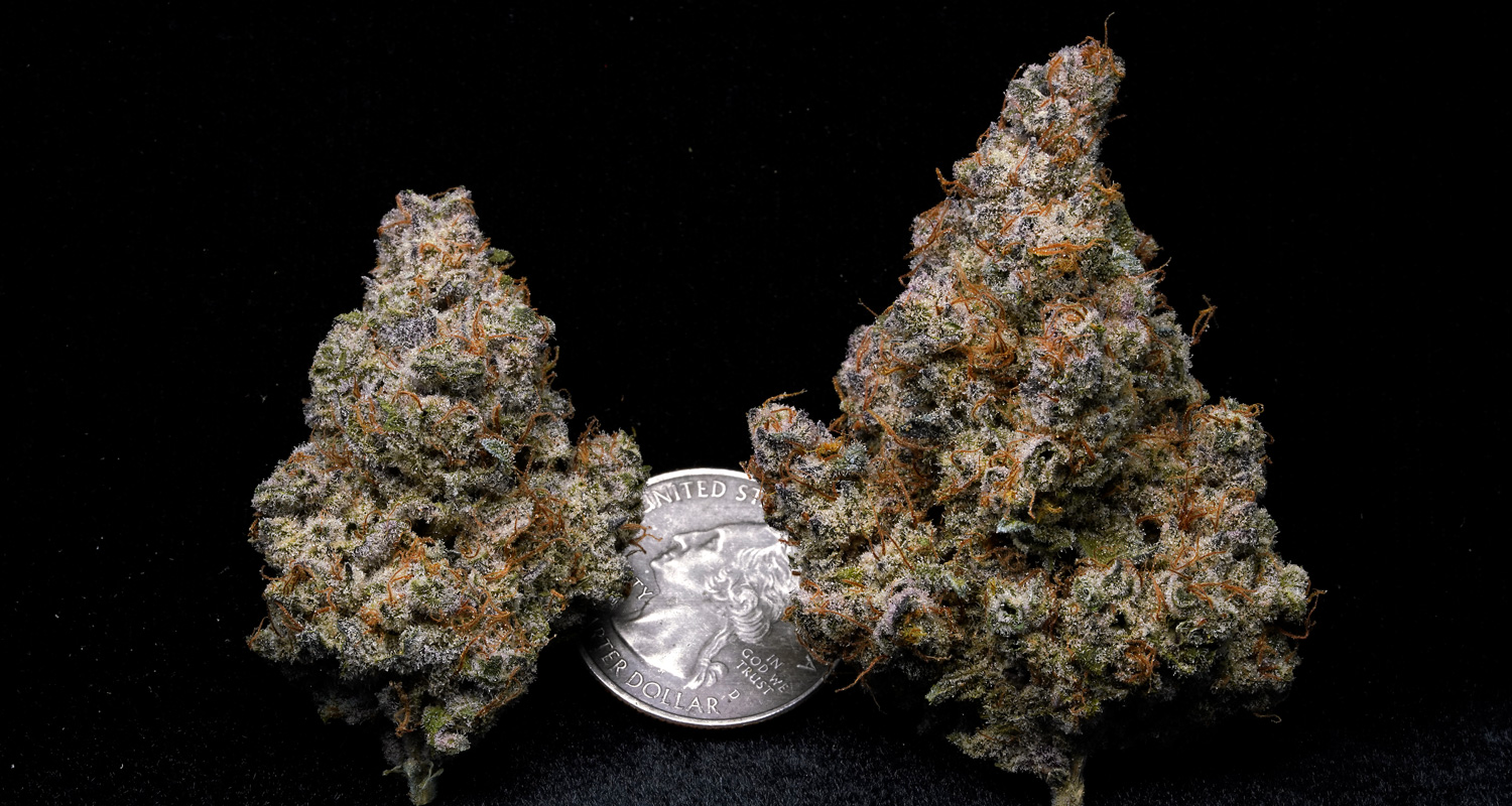 Blueberry Motor Oil - Indoor