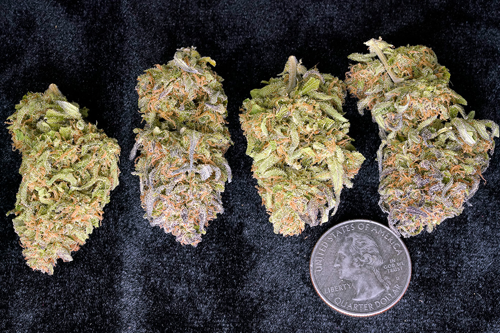 GrapeStomper1