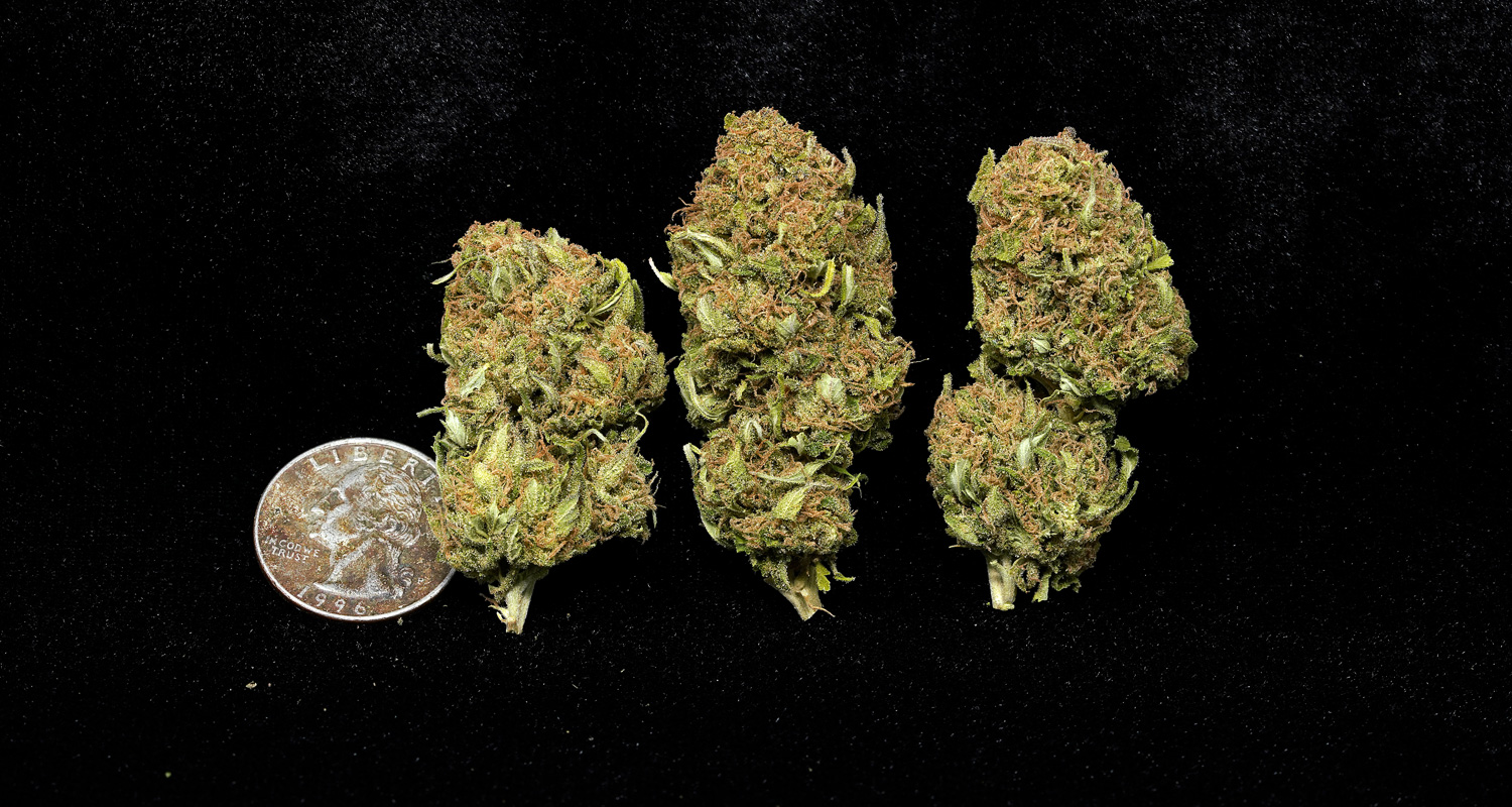 Green Poison Cannabis Indica