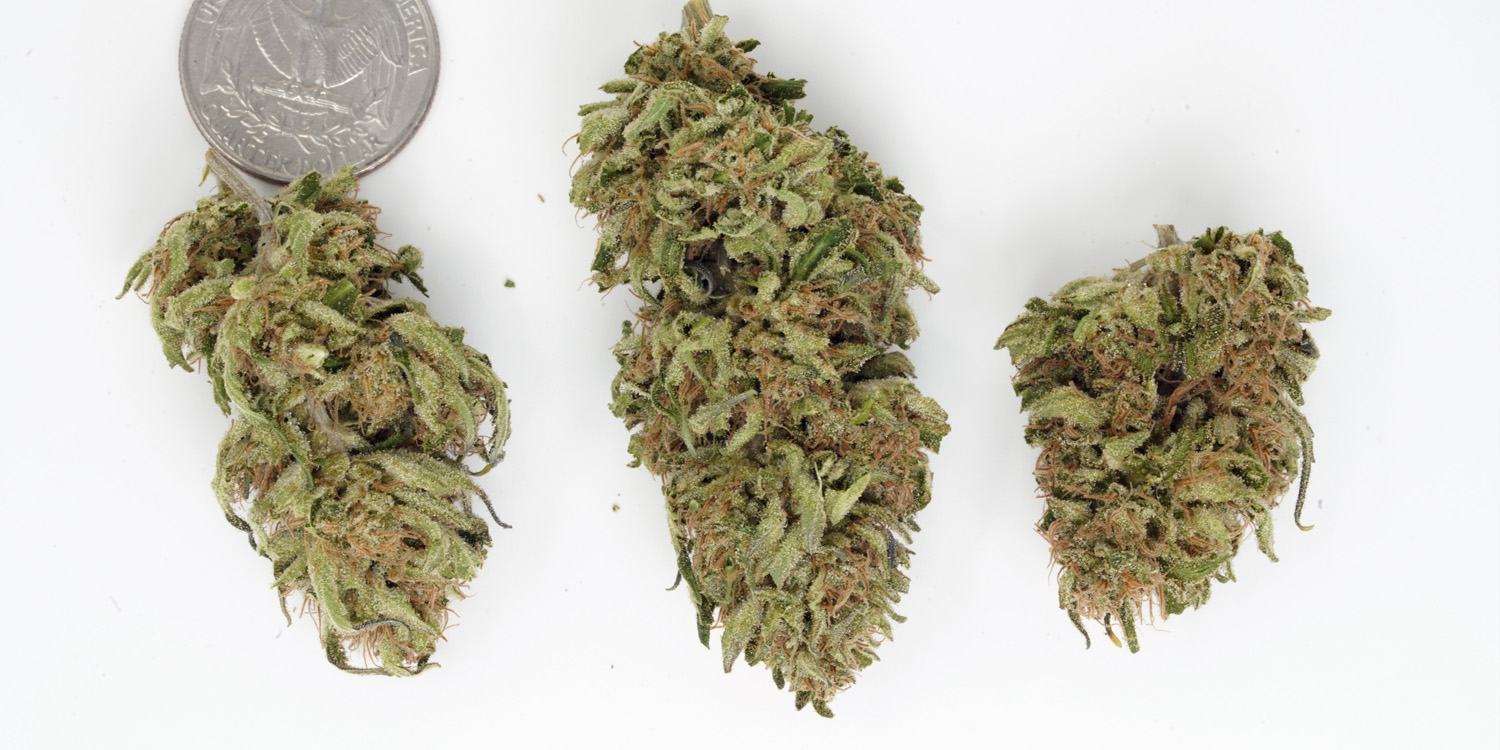 Mango Kush cannabis flower