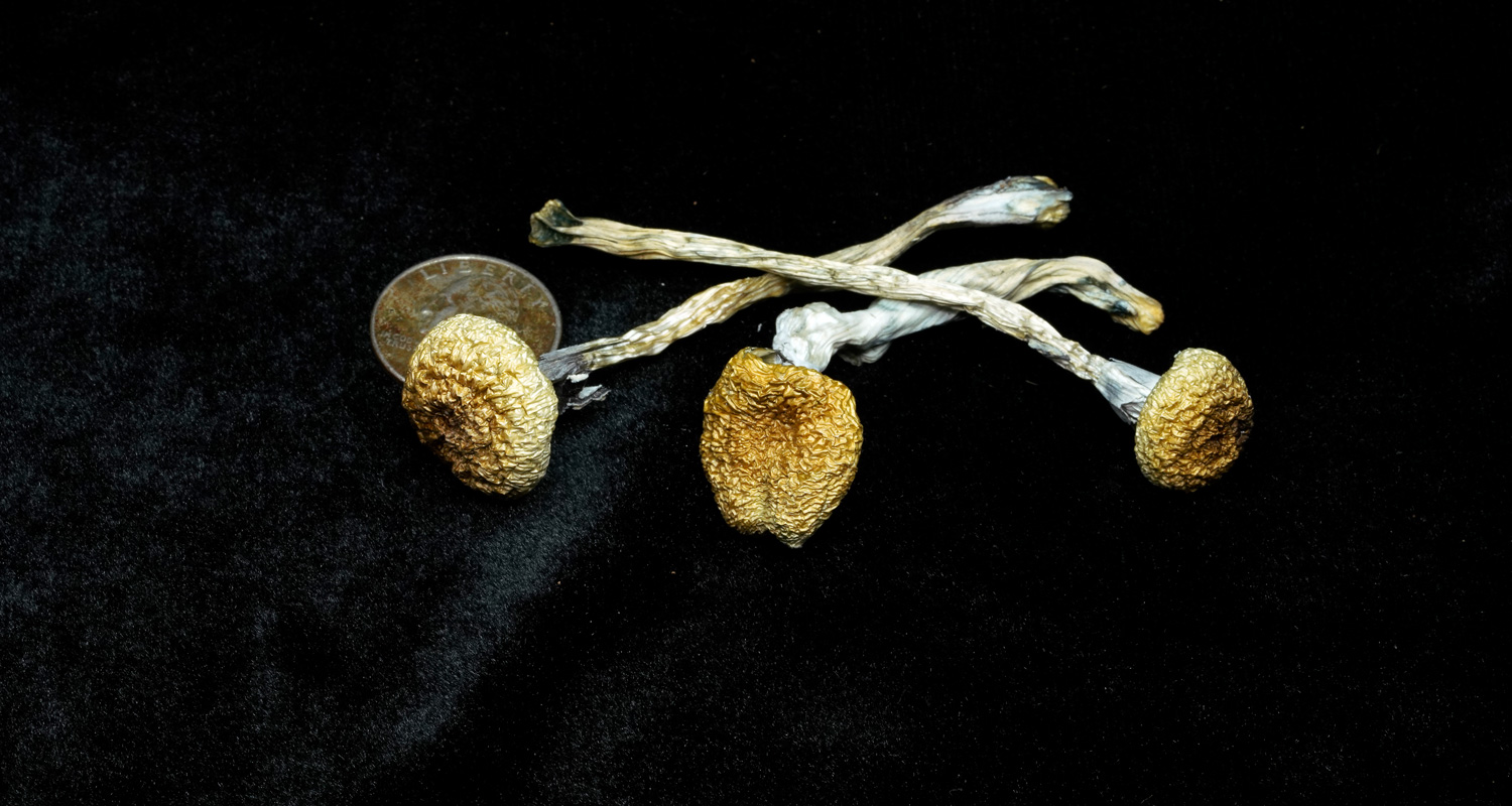 PESH - Pacifica Exotica Spora Hawaiian