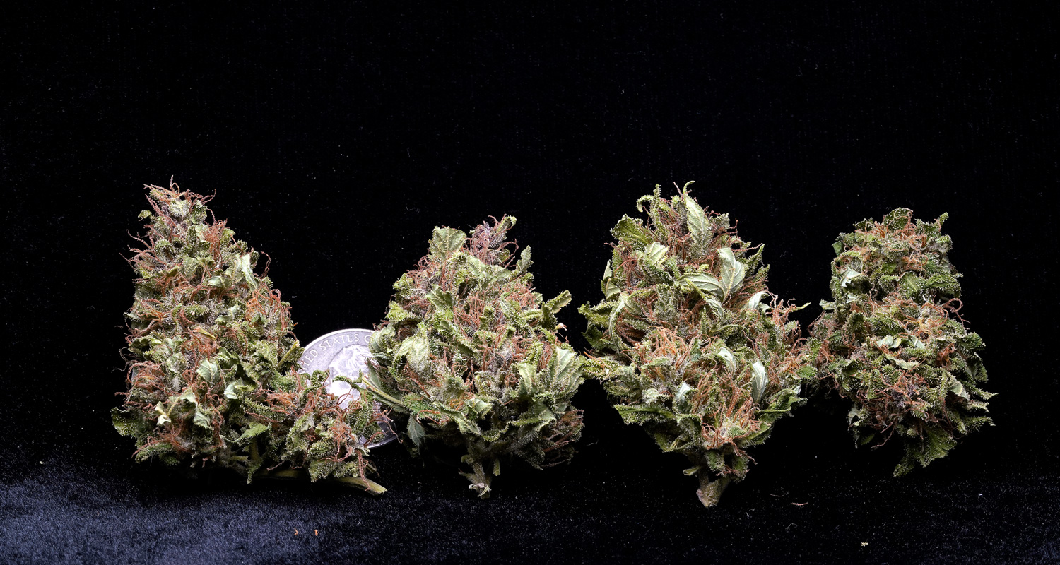 Purple Haze Cannabis Sativa