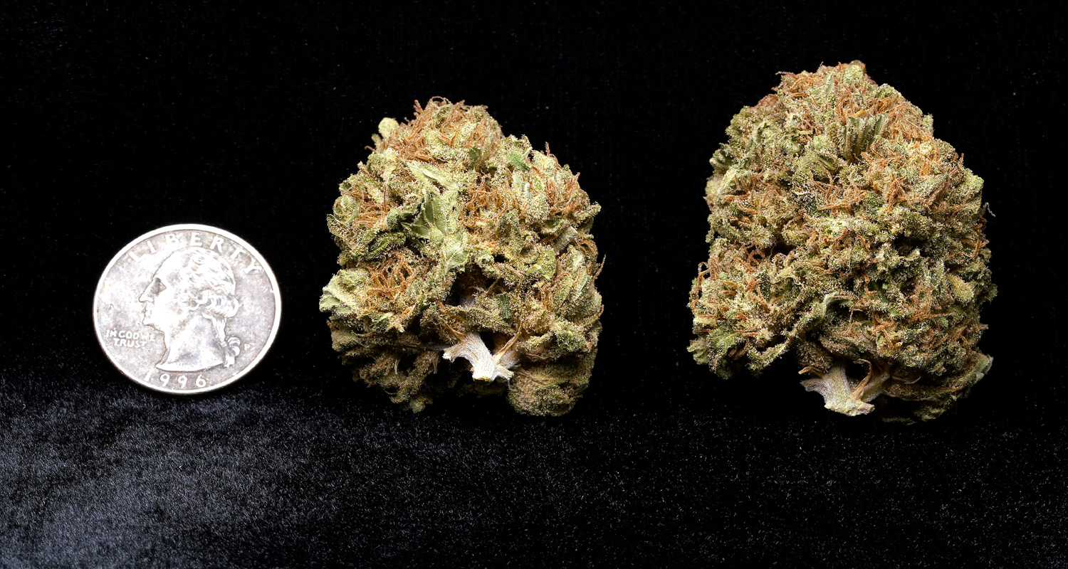 Sherbet x Bubblegum Glue/LimePop