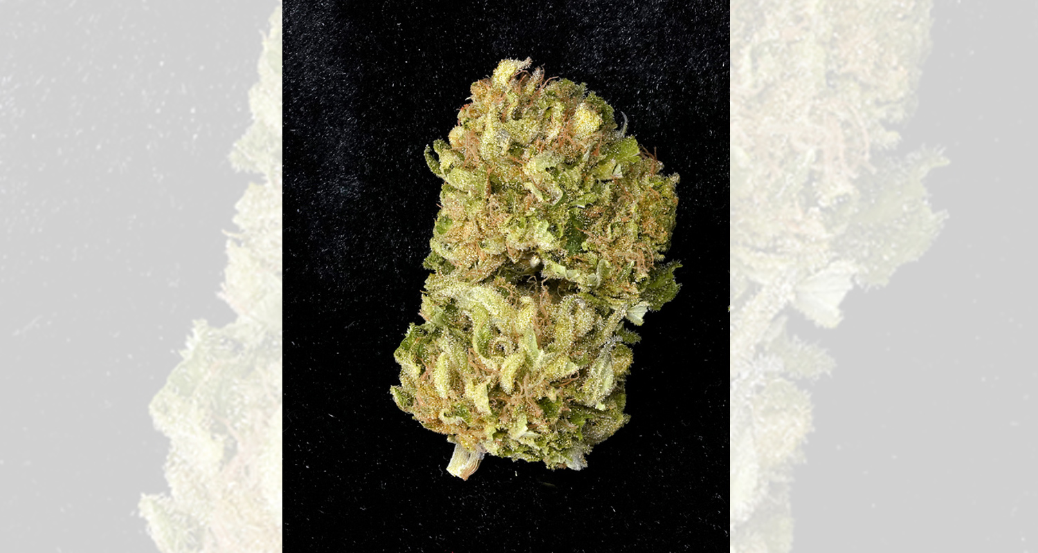White Tahoe Cookies Cannabis Indica 