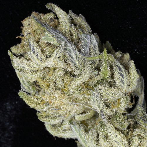 Miracle Alien Cookies